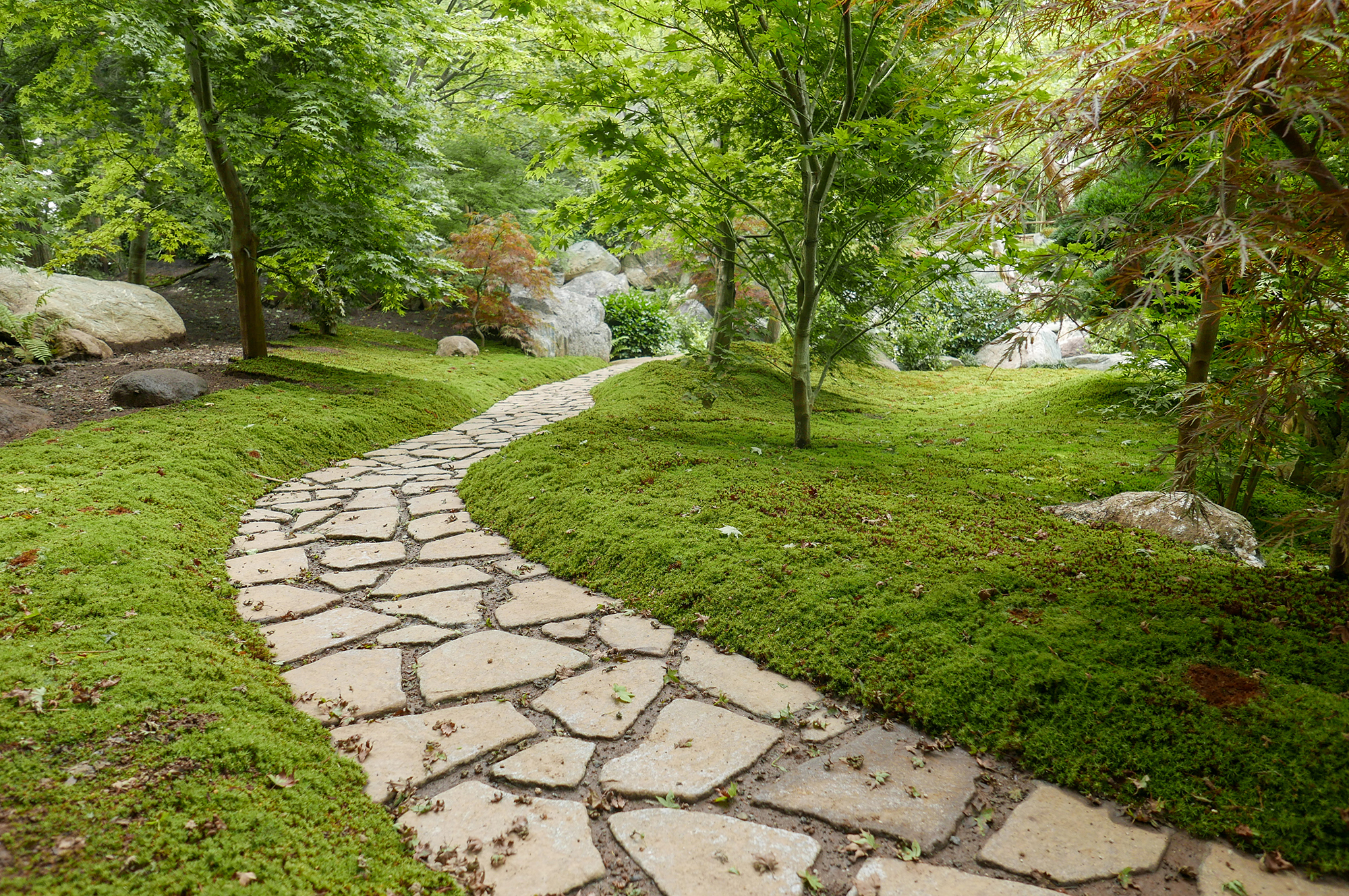 日本庭園 苑路と苔
