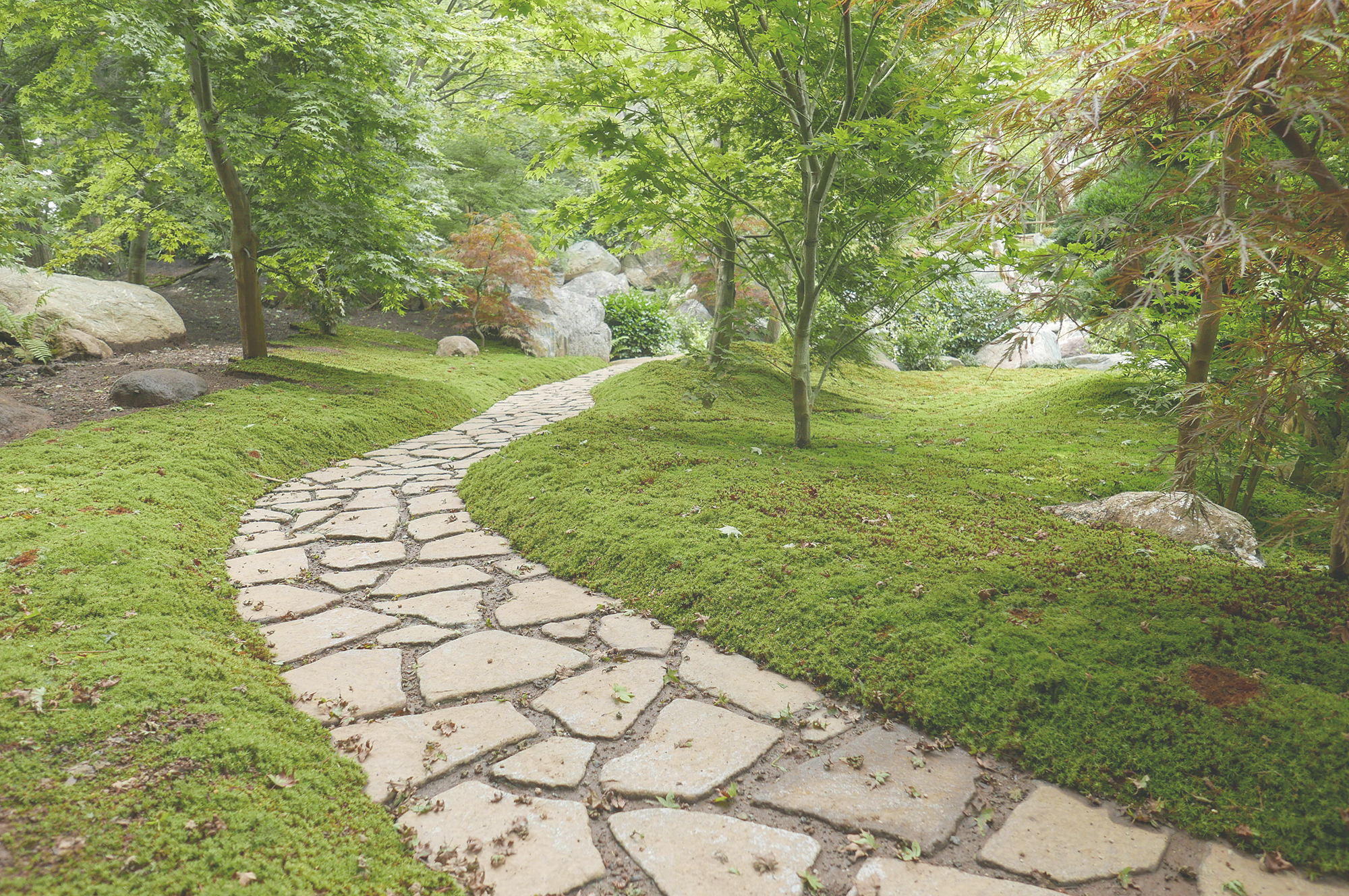 日本庭園 苑路と苔