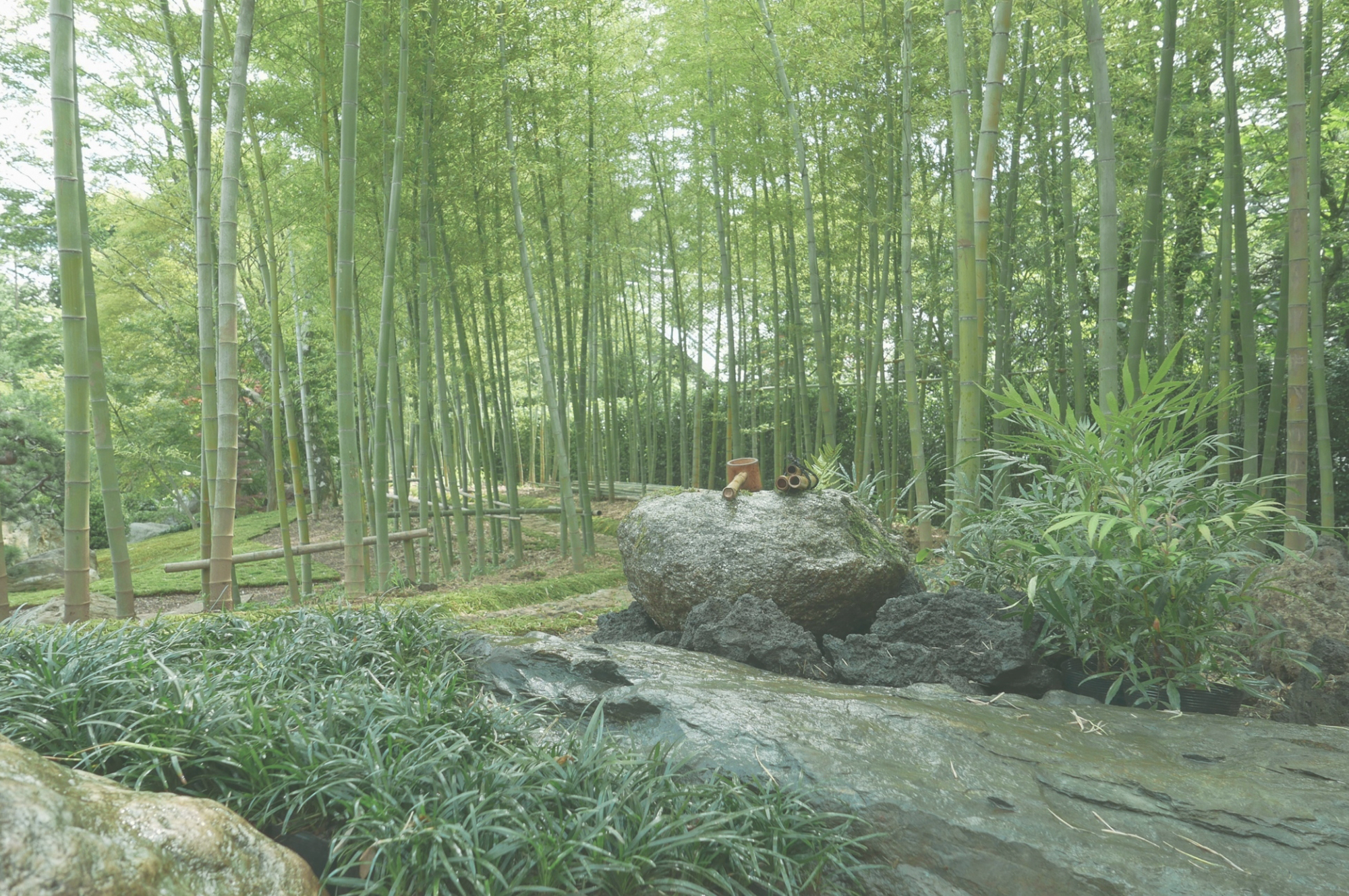 日本庭園 つくばいと竹林